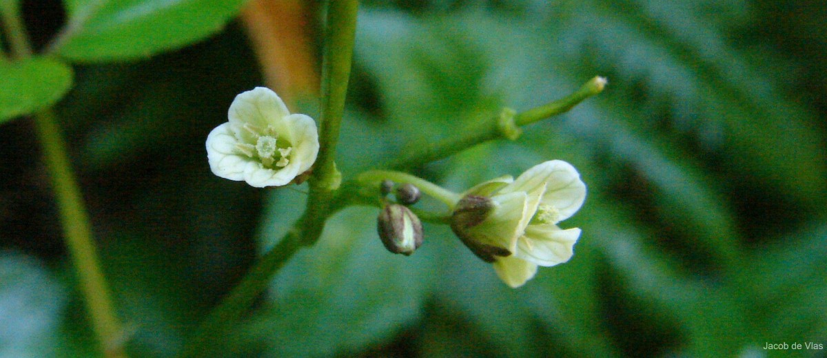 Cardamine africana L.